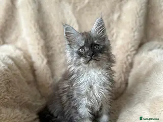 Maine Coon cats Stunning TICA registered Maine Coon Kittens - Advert 1