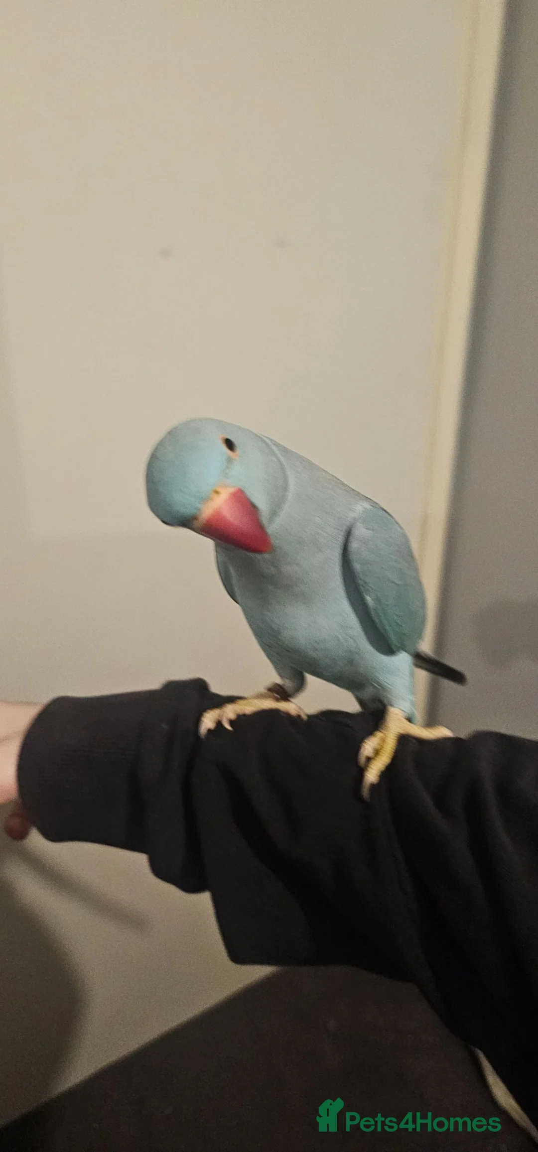 Ringnecks birds for sale: Blue Indian Ringneck + Cage in Shrewsbury - Advert 2