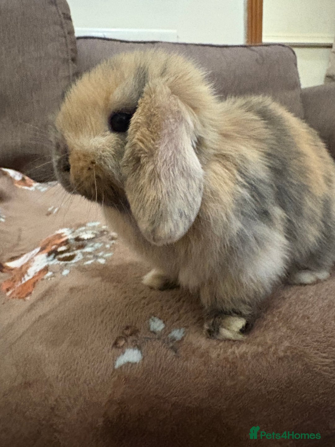 Mini Lop rabbits for sale: Bonded Mini Lop Harlequin Pair. Sold Together Only - Advert 5