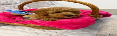 Cavapoo 6