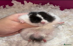 Hamster rodents for sale: Baby hamster  - Advert 8