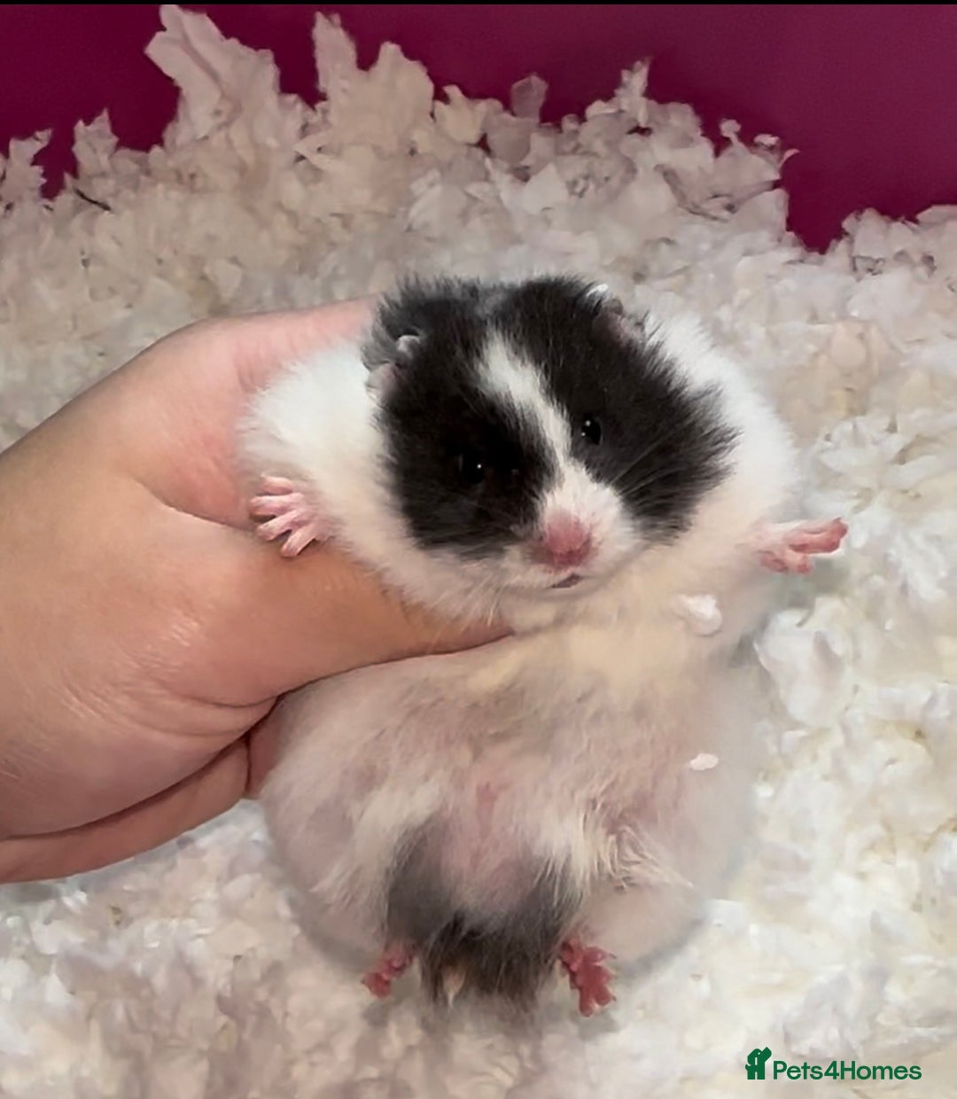 Hamster rodents for sale: Baby hamster  - Advert 8