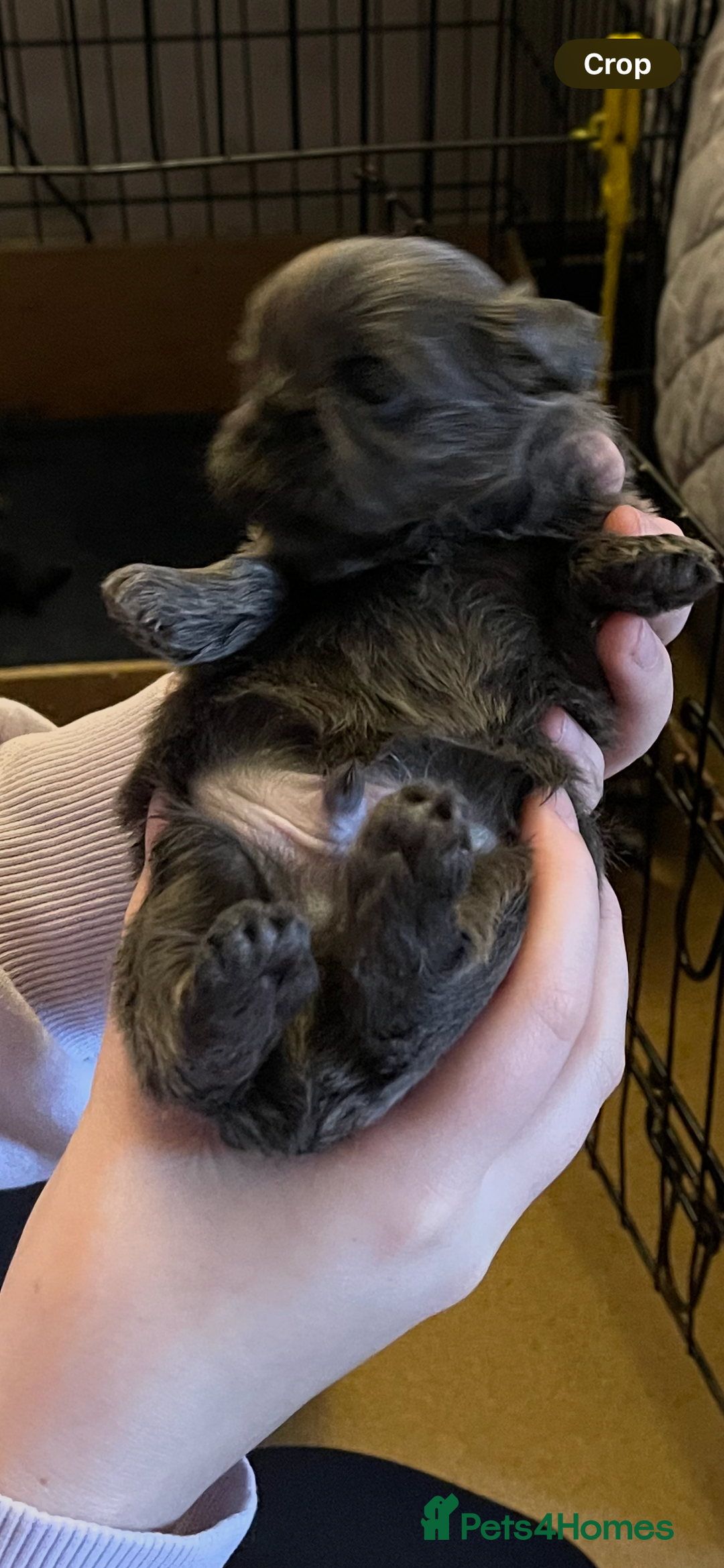 Shih Tzu dogs for sale: imperial karishishi shih tzu - Advert 11