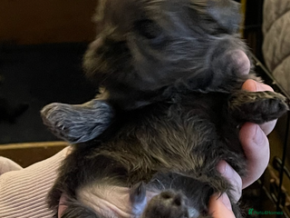 Shih Tzu dogs imperial karishishi shih tzu - Advert 2