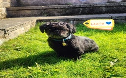 Shih Tzu dogs for adoption: 💙🐶 LAURIE - a gentle 6-7 yo Shih Tzu boy🐶💙 - Image 3
