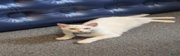 Turkish Angora cats for sale: Cutest female white  - Advert 2