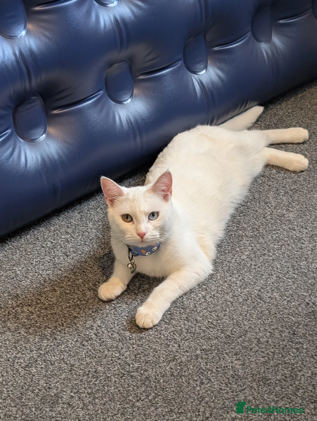 Turkish Angora cats for sale: Cutest female white  - Advert 2