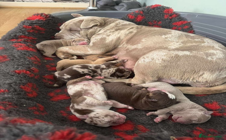 Mixed Breed dogs - Advert 1