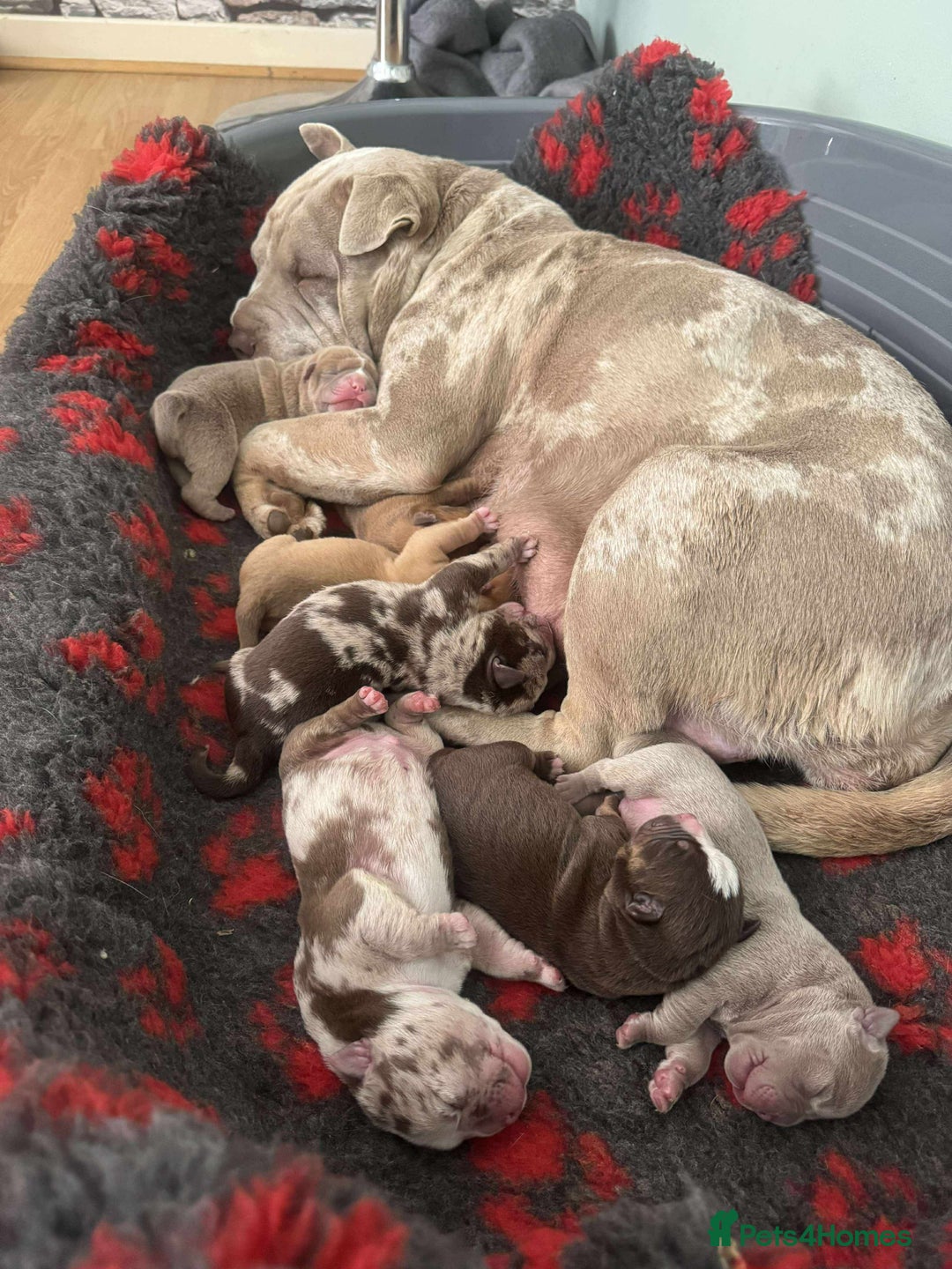 Mixed Breed dogs for sale: Bullpei puppies  - Image 1
