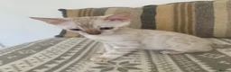 Bengal cats for sale: Beautiful Bengal babies  - Advert 7