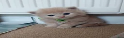 Ragdoll cats for sale: X6 Beautiful Ragdoll/Persian "Perdoll" Kittens - Advert 31