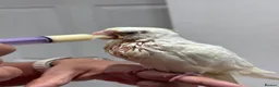 Cockatiels birds for sale: Tamed, spoon fed baby cockatail - Advert 5