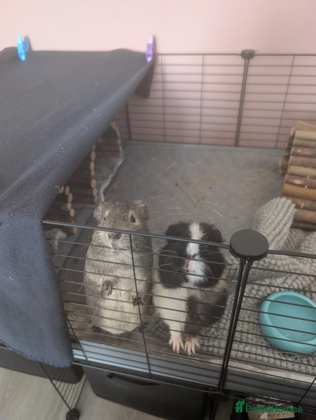 Guinea Pig rodents for sale: 4 male guinea pigs  - Advert 1