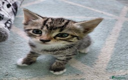 Maine Coon cats for sale: Kittens for sale half main coon - Image 28