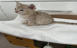 Tonkinese cats for sale: GCCF Registered Tonkinese Kittens - Image 12