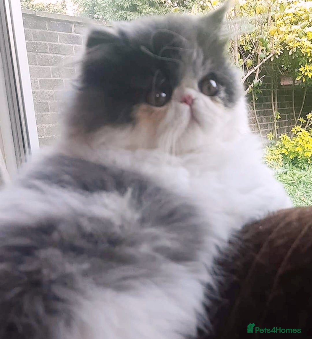 Exotic cats for stud: CREAM TABBY AND WHITE EXOTIC STUD in Barnsley - Advert 15