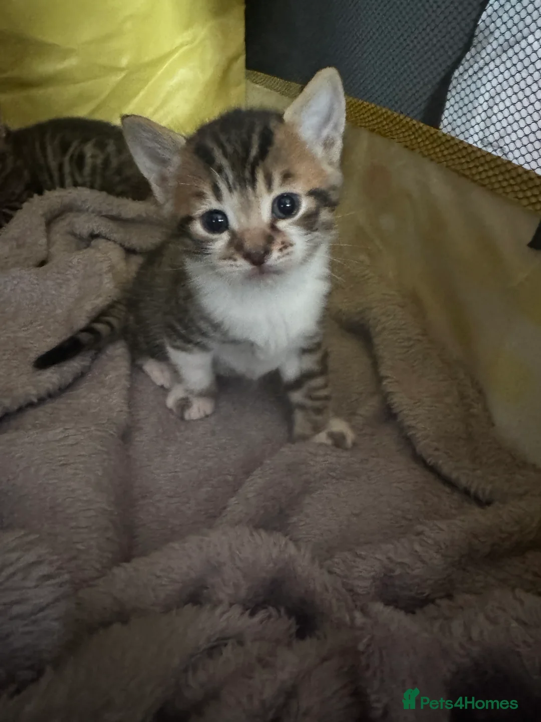 Mixed Breed cats for sale: Bengal mix kittens for sale - Advert 1