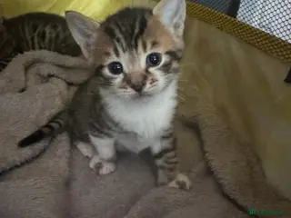 Mixed Breed cats Bengal mix kittens for sale - Advert 6