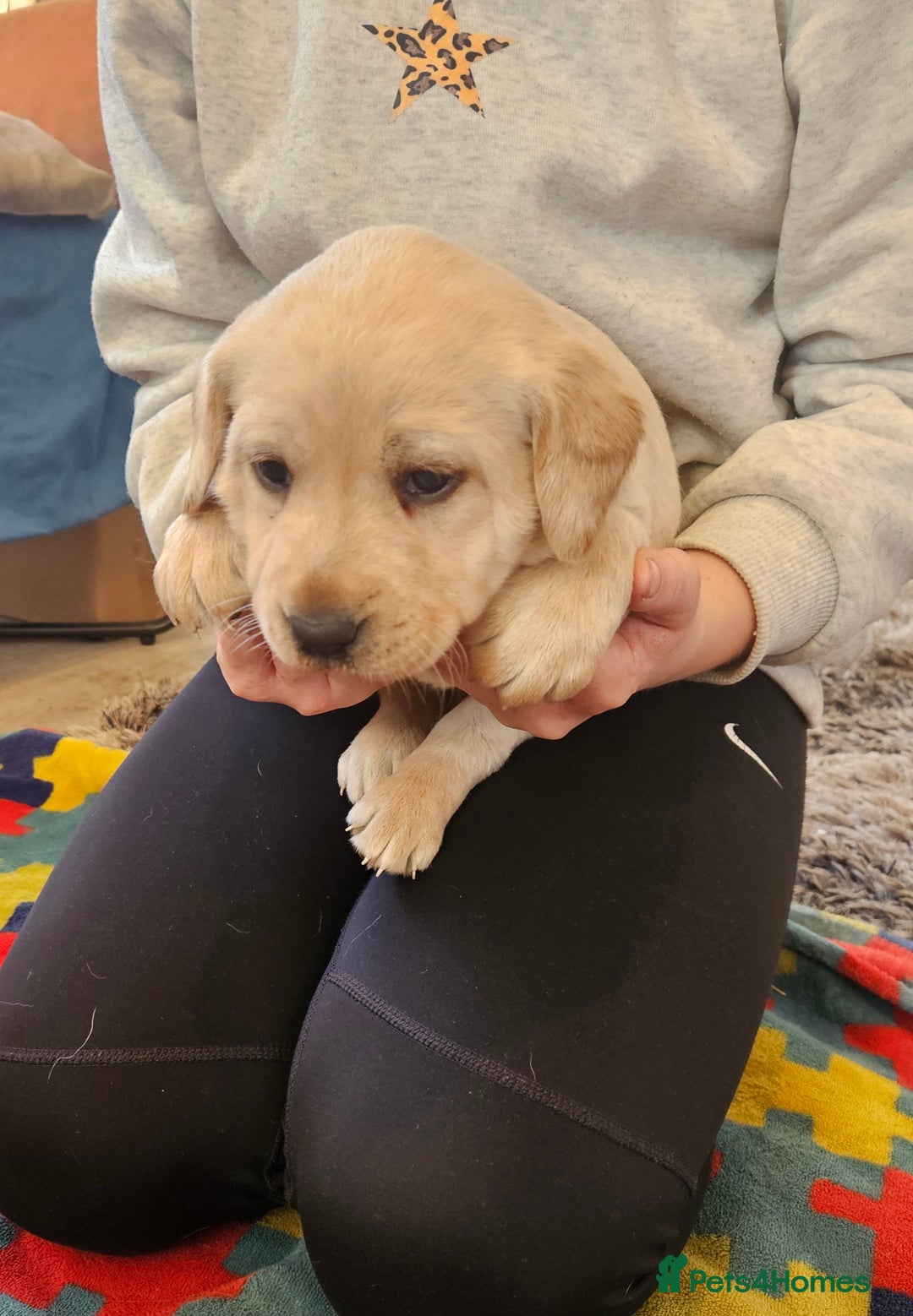 Labrador Retriever dogs for sale: KC Reg Labrador Pups For Sale - Advert 3