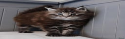 Maine Coon cats for sale: 🐾  King Arthur TitaniumCat 🐾 - Advert 4