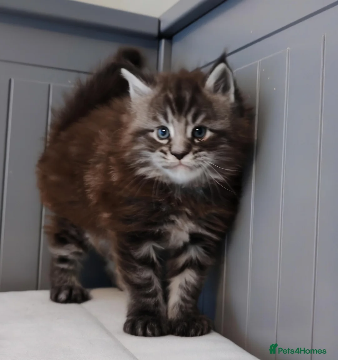 Maine Coon cats for sale: 🐾  King Arthur TitaniumCat 🐾 Reserved  - Advert 4