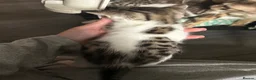 Bengal cats for sale: Bengal crossed  - Advert 3
