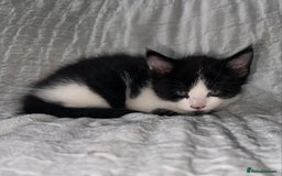 Maine Coon cats for sale: GORGEOUS MAINE COON KITTENS - Image 12