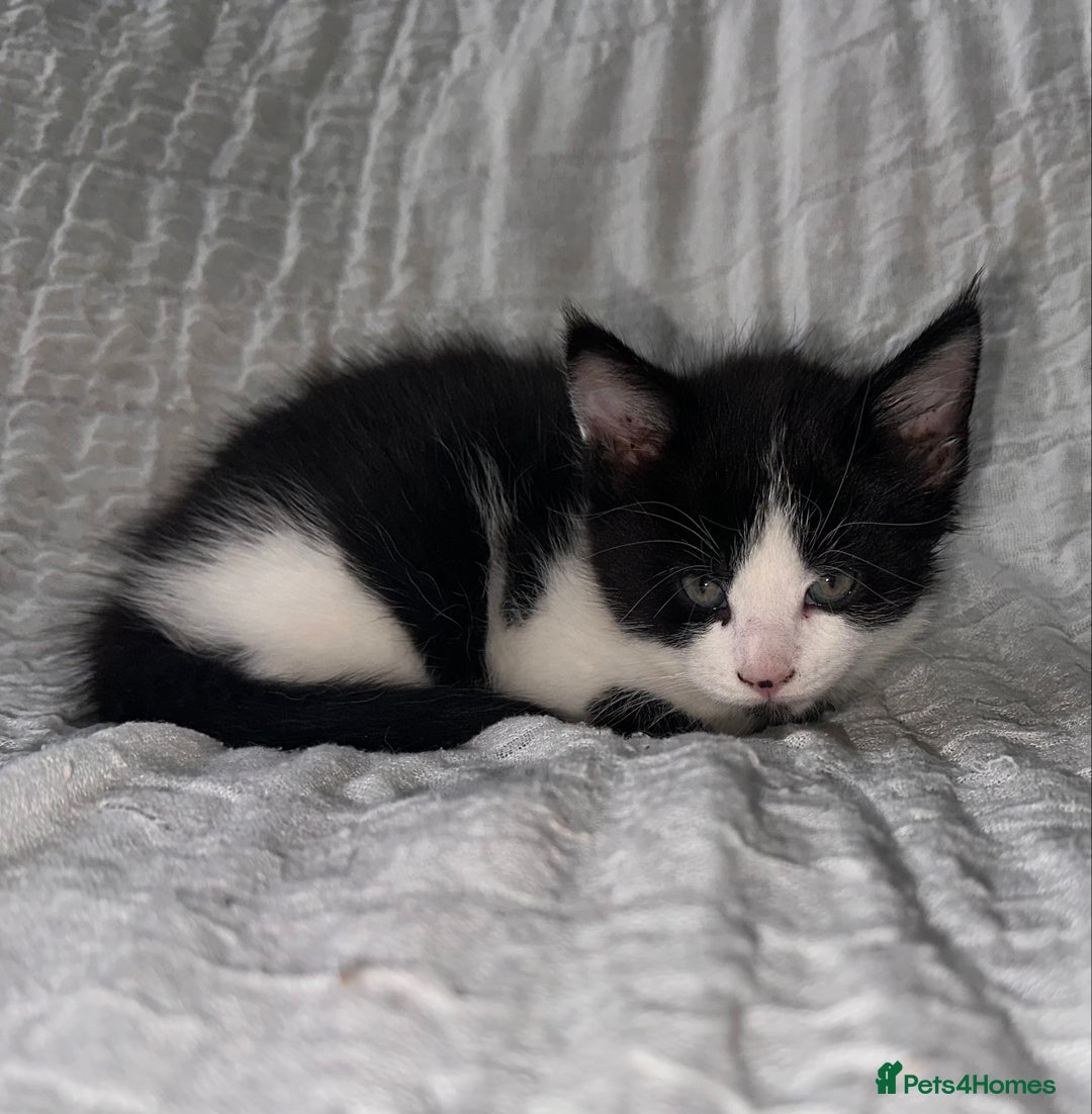 Maine Coon cats for sale: GORGEOUS MAINE COON KITTENS - Image 12