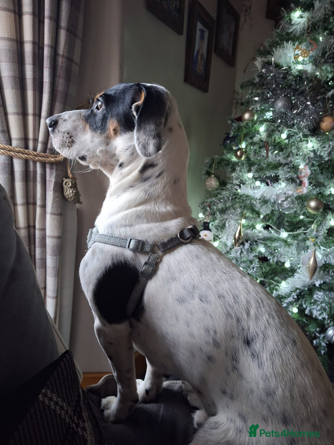 Mixed Breed dogs for adoption: 💙Max-10-month-old Jack Russell cross💙 - Advert 4