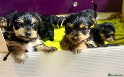 Yorkshire Terrier dogs for sale: Miniature Yorkshire terrier puppies  - Image 2