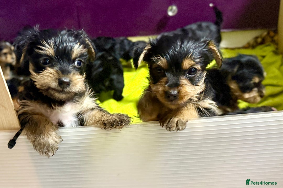 Yorkshire Terrier dogs for sale: Miniature Yorkshire terrier puppies  - Image 2