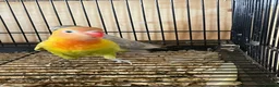 Lovebirds birds for sale: Lovebirds for Sale - Advert 8