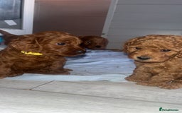 Cockapoo dogs for sale: Adorable cockapoos - Image 6