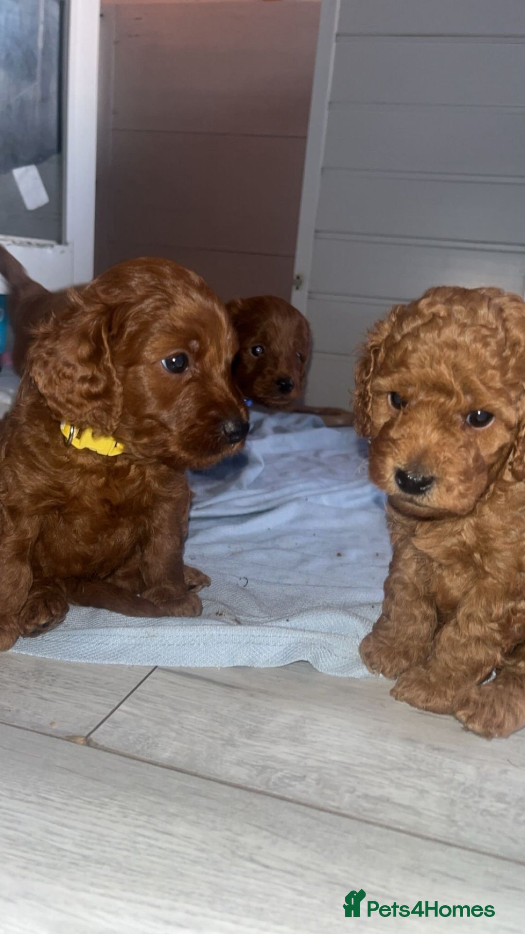 Cockapoo dogs for sale: Adorable cockapoos - Image 6