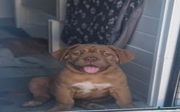 Dogue De Bordeaux dogs for sale: Top Quality DoguedeBordeaux -Last Boy Remaining!  in Hornchurch - Image 13