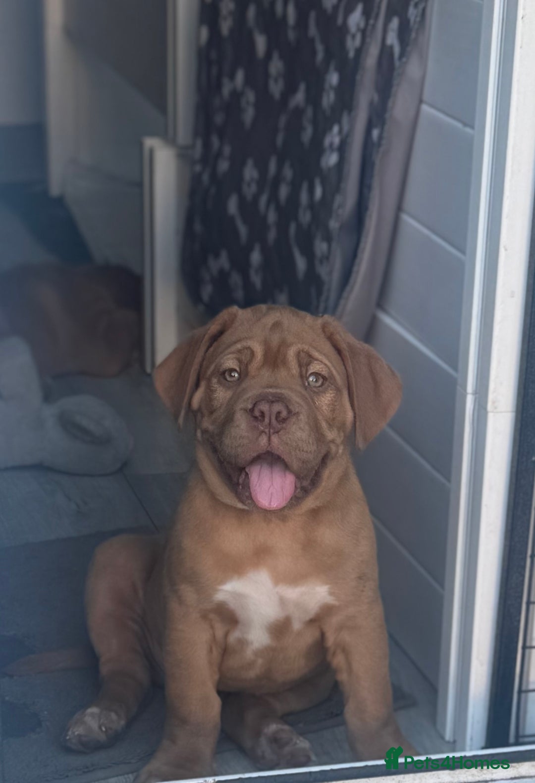 Dogue De Bordeaux dogs for sale: Top Quality DoguedeBordeaux -Last Boy Remaining!  in Hornchurch - Image 13
