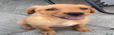 Labrador Retriever 1
