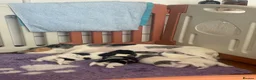 Jack Russell dogs for sale: Miniature Jack Russell puppies - blue carriers - Advert 23