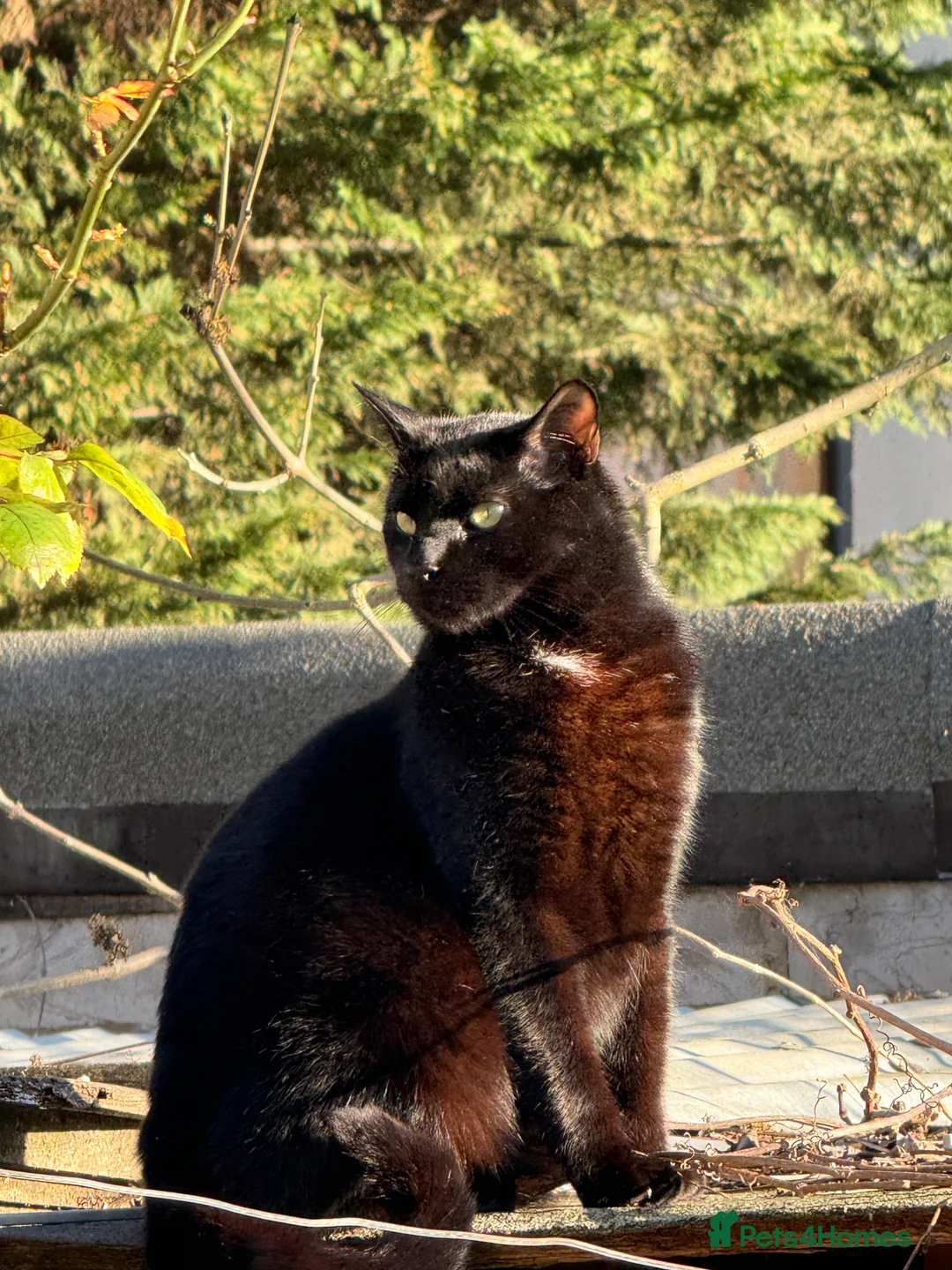 Bombay cats for sale: Sweet Cat Looking for His Forever Home - Advert 5