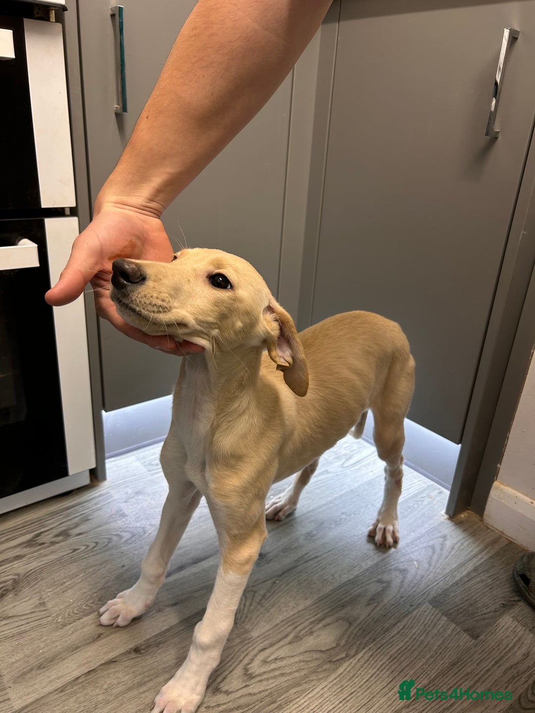 Mixed Breed dogs for sale: saluki greyhound  - Advert 1