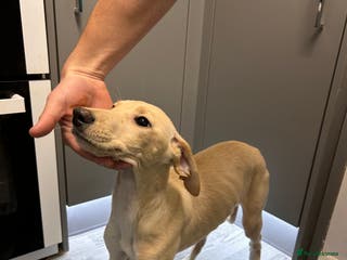 Mixed Breed dogs saluki greyhound - Advert 7