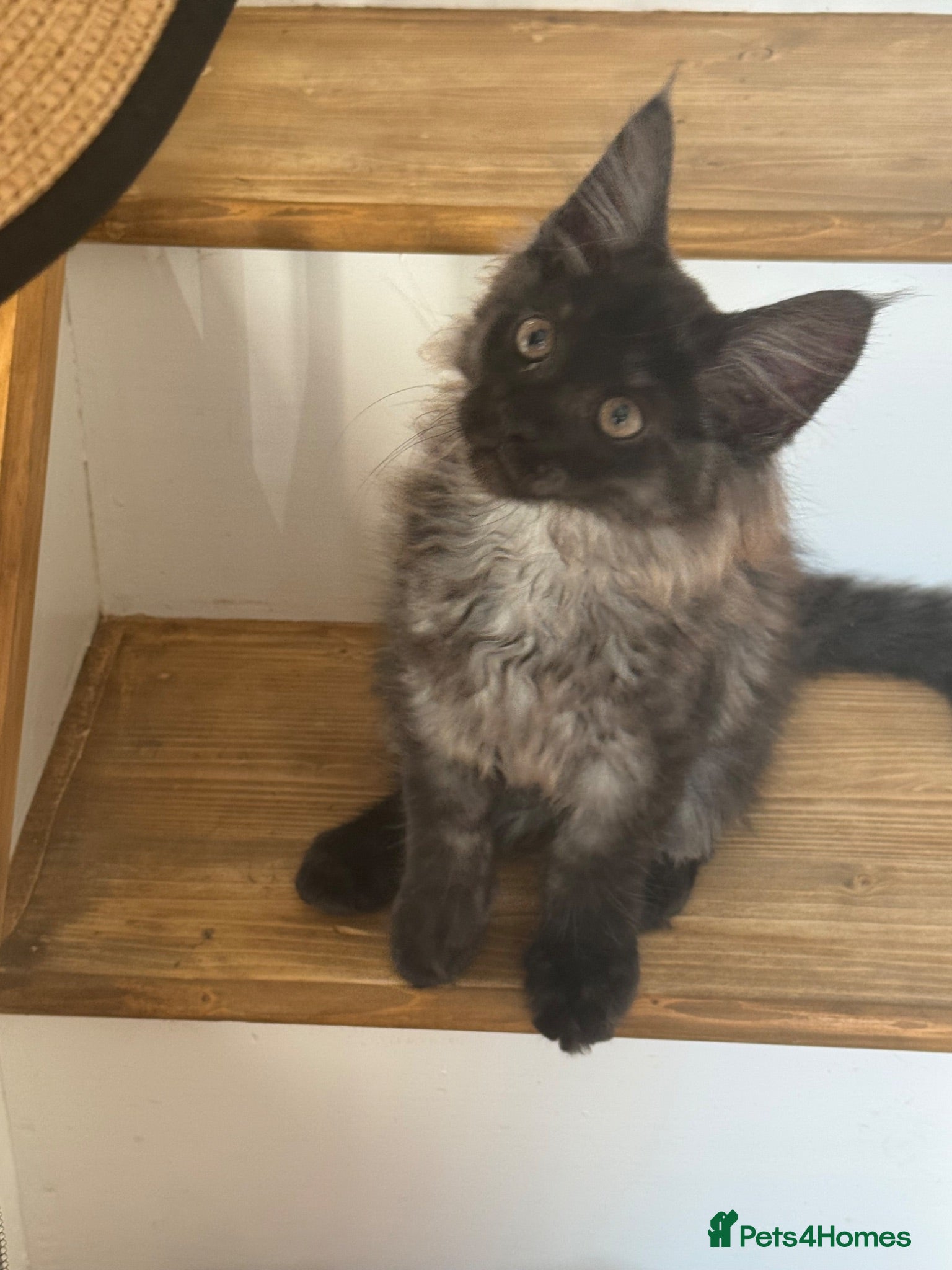 Maine Coon cats Full pedigree Maine coon boy kittens for sale - Advert 2