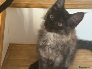Maine Coon cats Full pedigree Maine coon boy kittens for sale - Advert 4