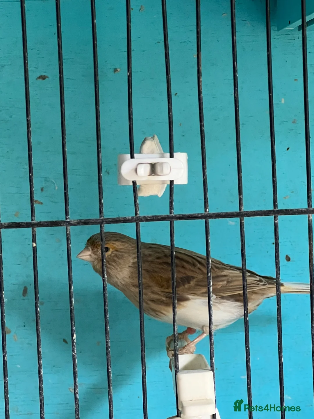 Canaries birds for sale: Canaries  - Advert 8