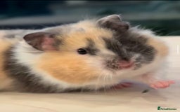 Hamster rodents for sale: Baby hamster - Image 11