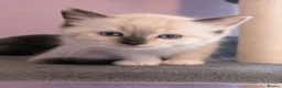 Ragdoll cats for sale: Registered ragdoll kittens by grand champion in Scunthorpe - Advert 12