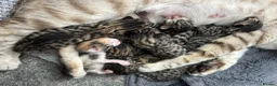 Bengal cats for sale: Bengal kittens  - Advert 6
