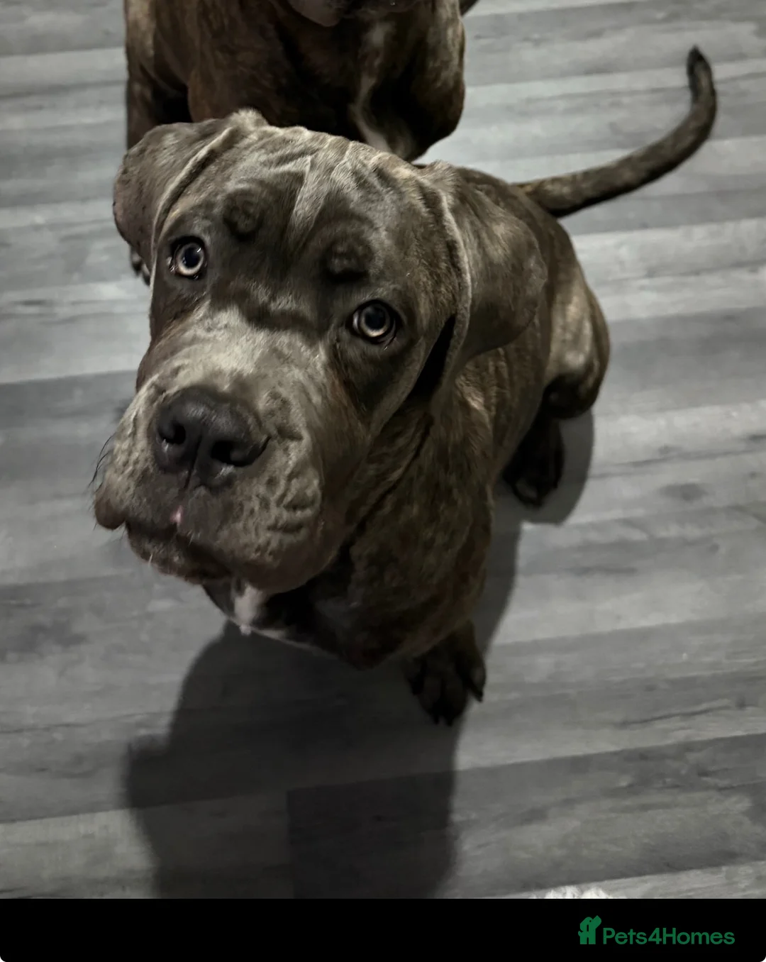 Cane Corso dogs for sale: 9 Month Old Female Cane Corso  - Advert 1