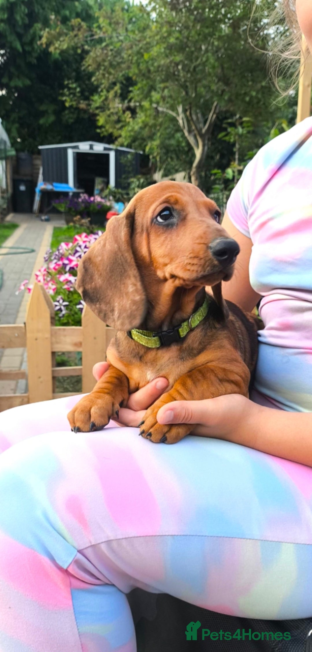 Dachshund dogs for sale: READY NOW-Champions Line Standard Dachshund KC REG in Coventry - Image 12