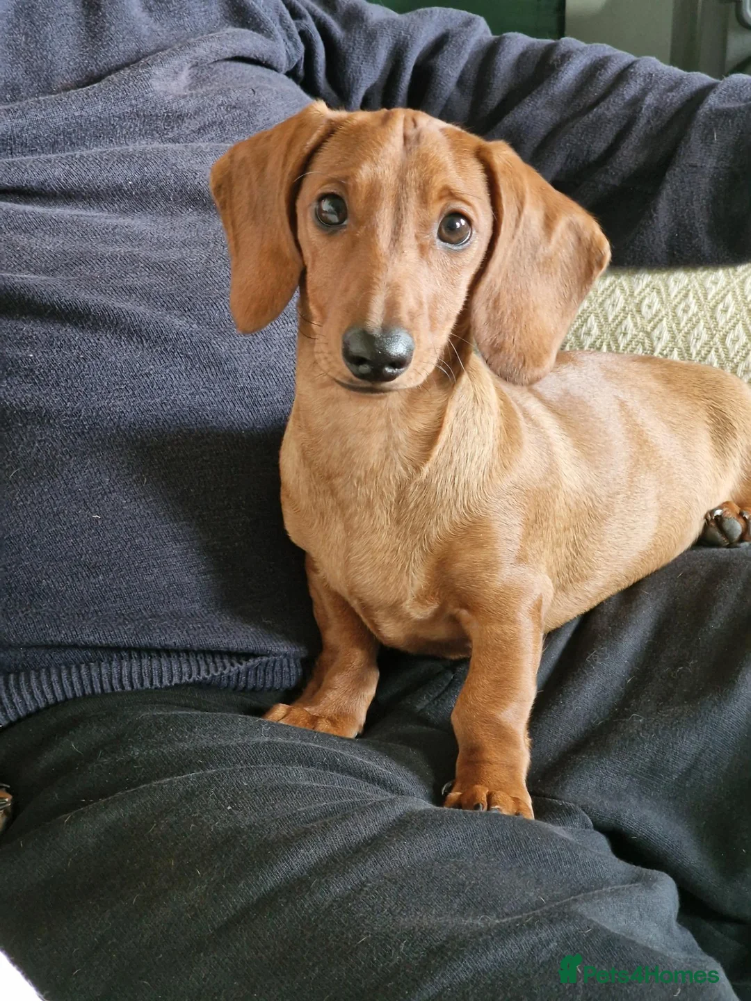 Miniature Dachshund dogs for sale: Red Miniature dachshund  - Advert 7